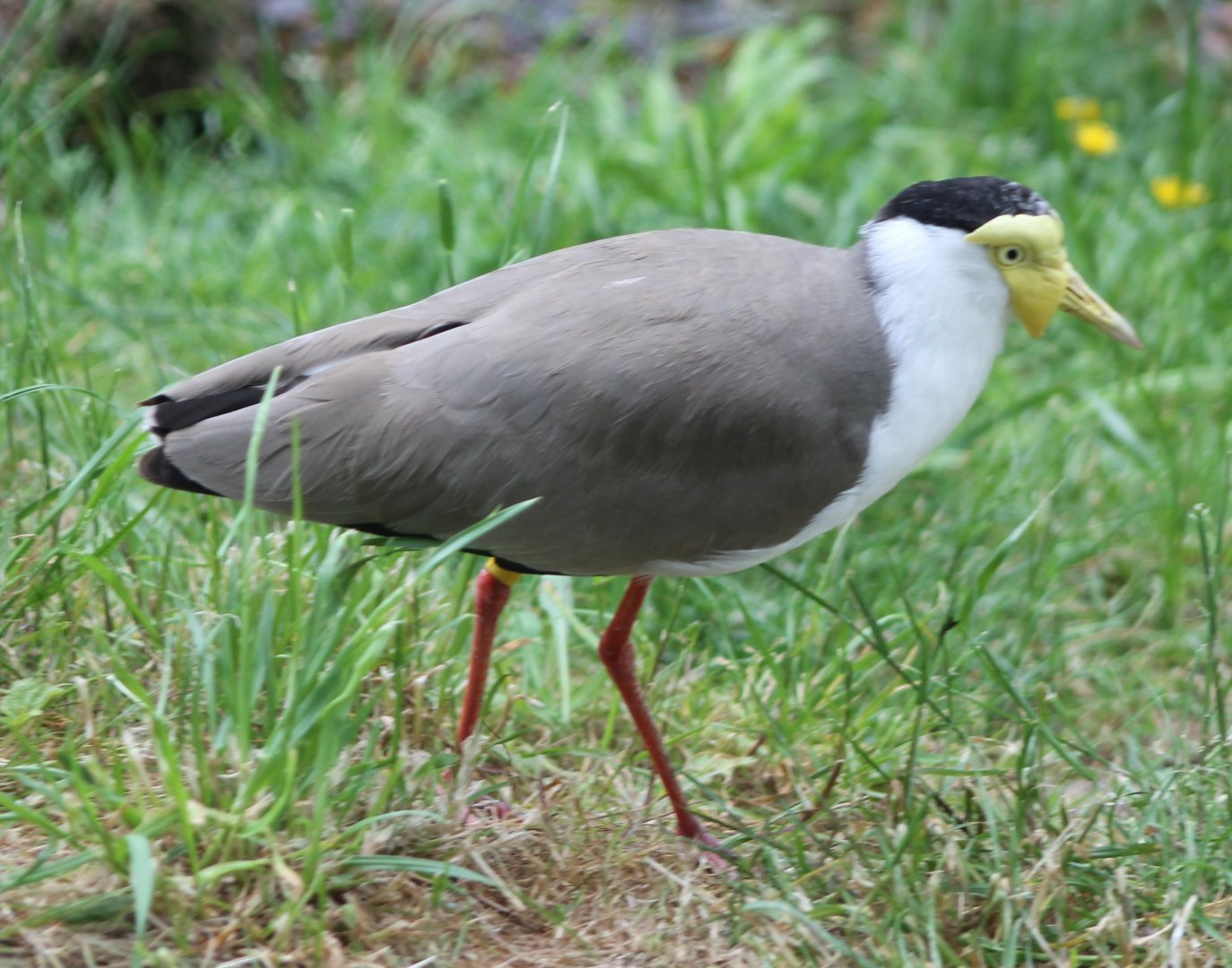 Masked lapwing
