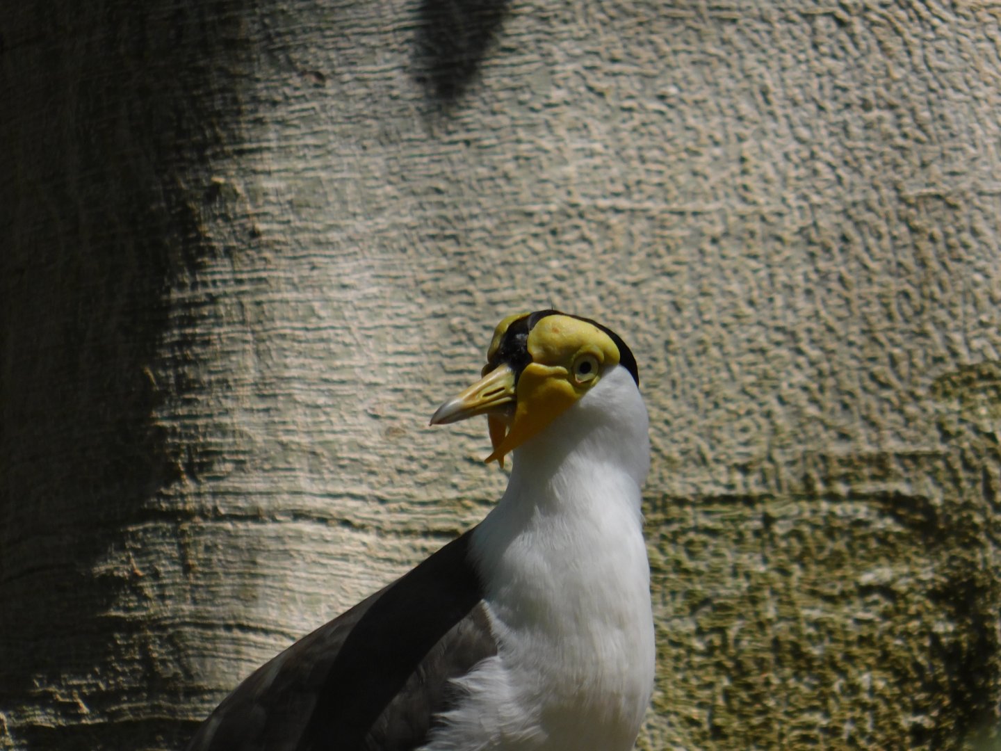 Masked Lapwing