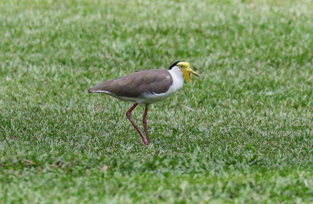 Masked Lapwing