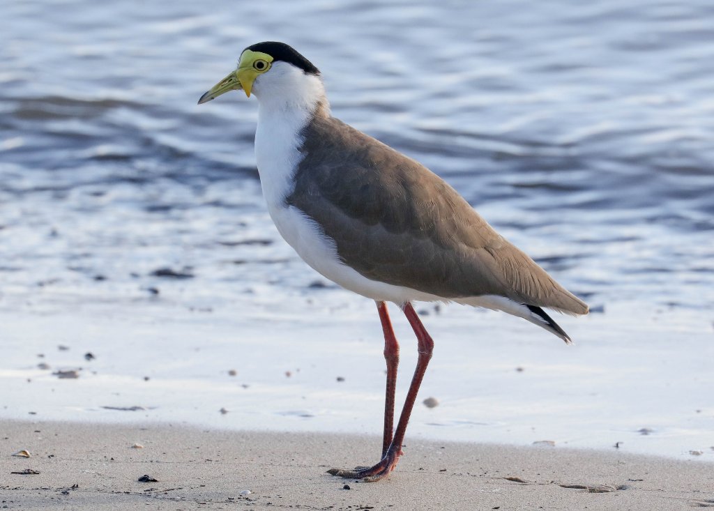 Masked Lapwing