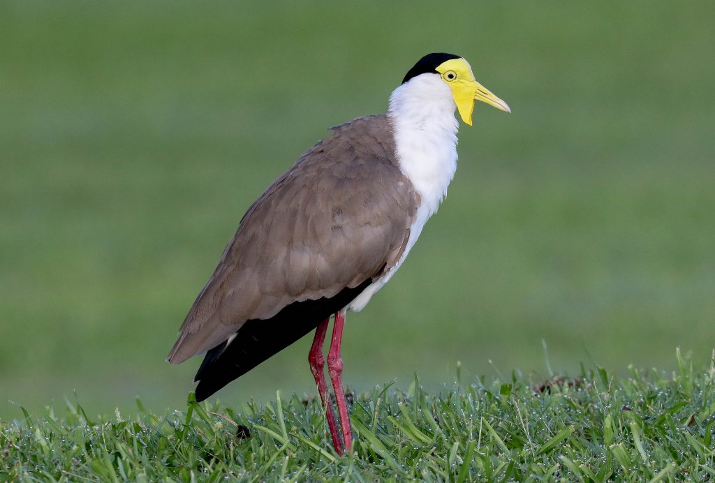 Masked Lapwing
