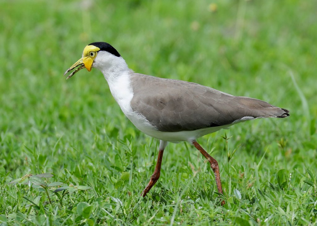 Masked Lapwing