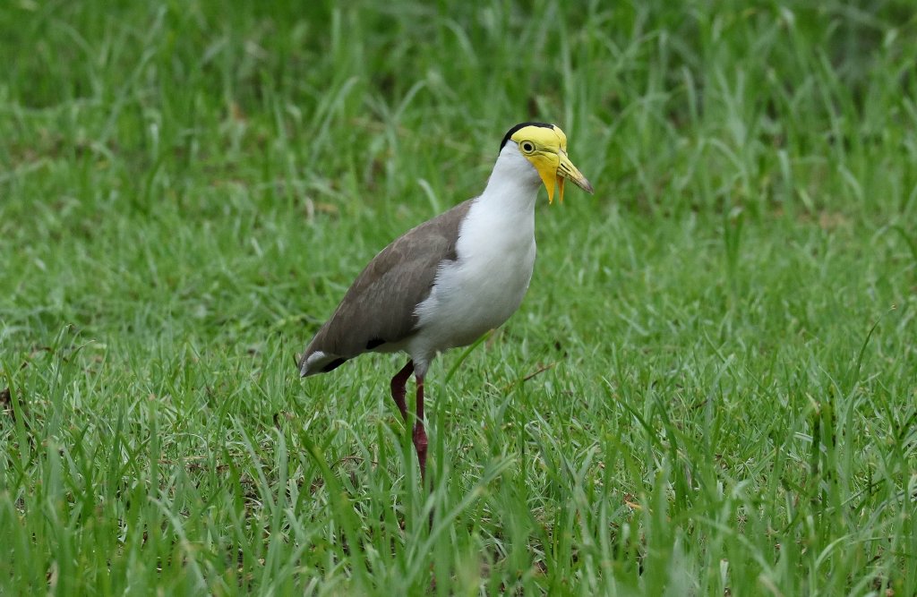 Masked Lapwing