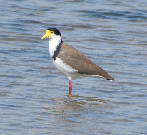 Masked lapwing