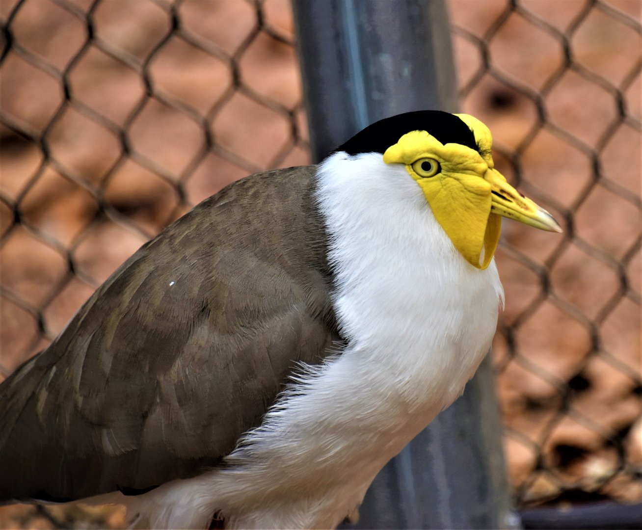 Masked lapwing