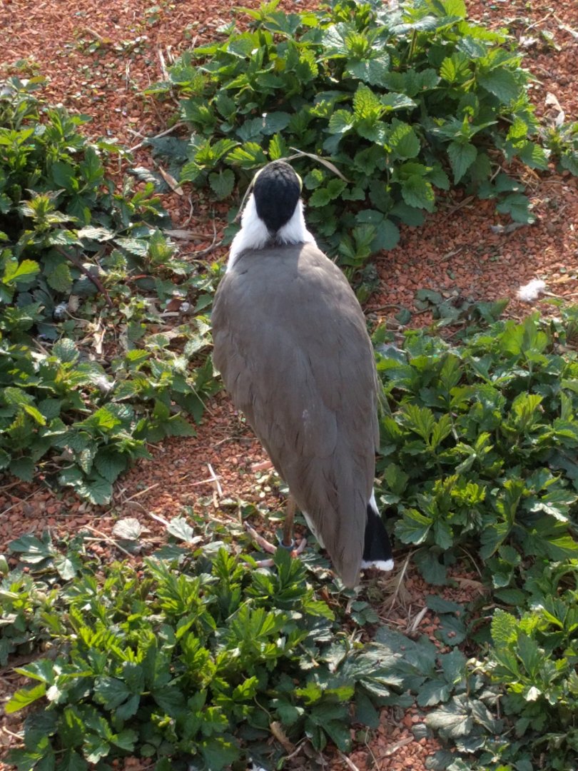 Masked lapwing
