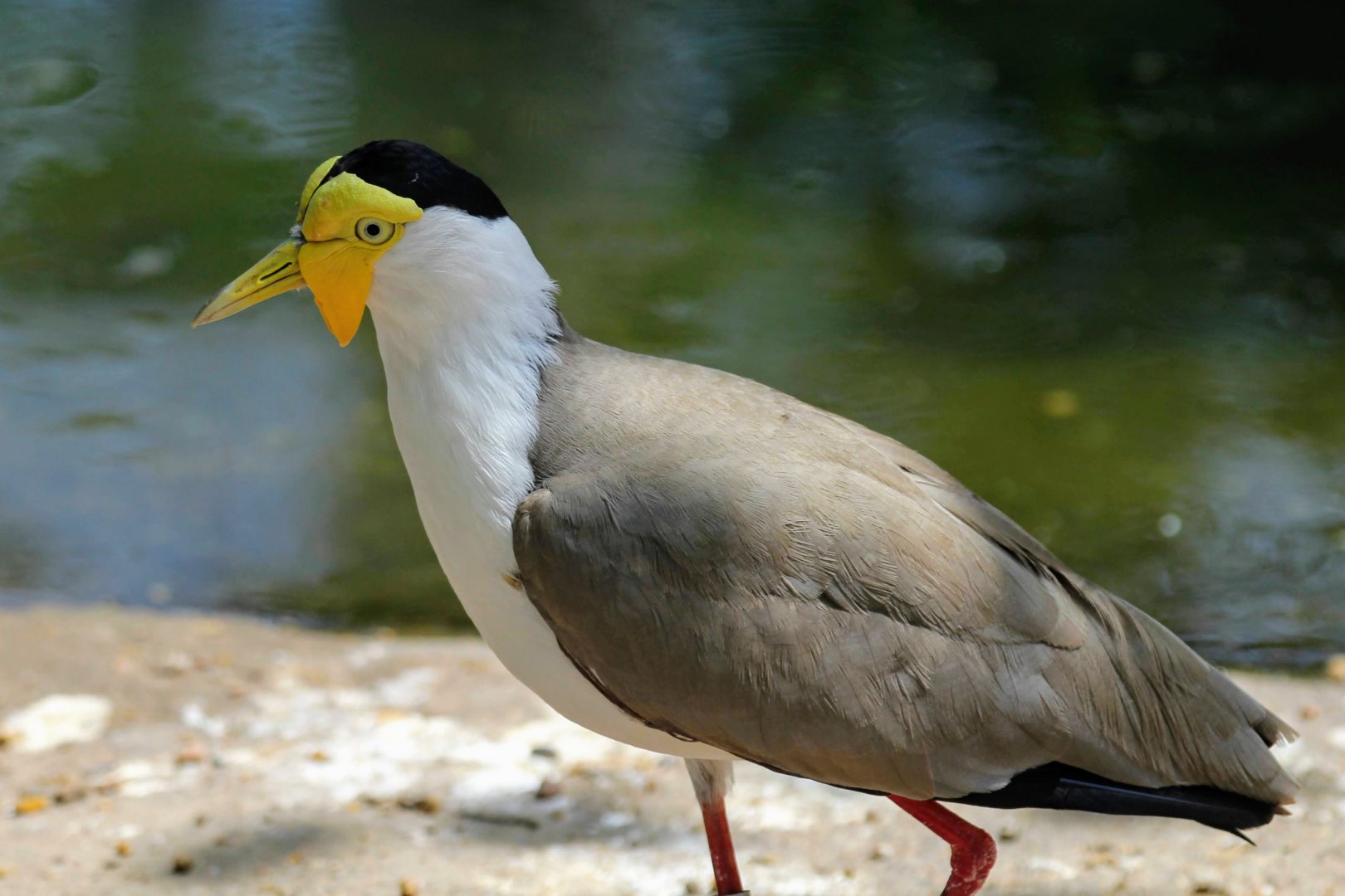 Masked Lapwing