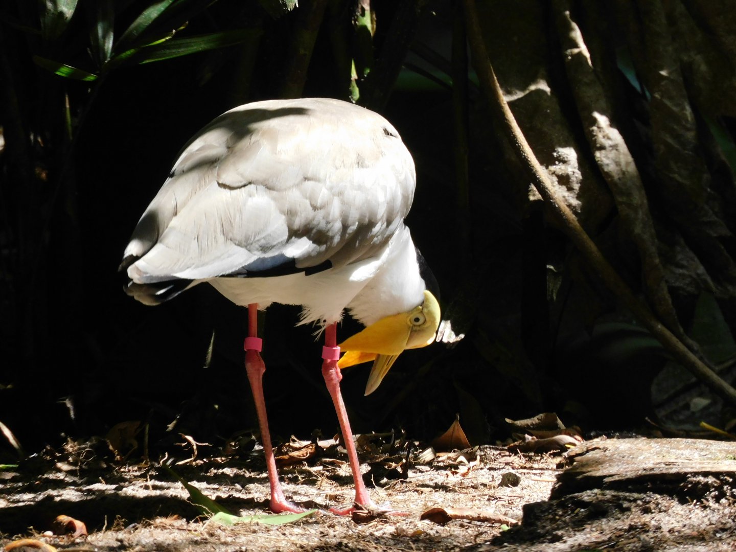 masked lapwing