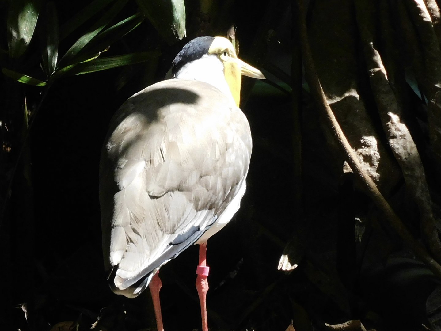 masked lapwing