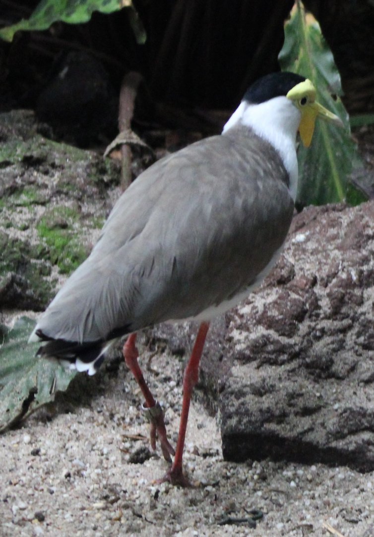 Masked lapwing
