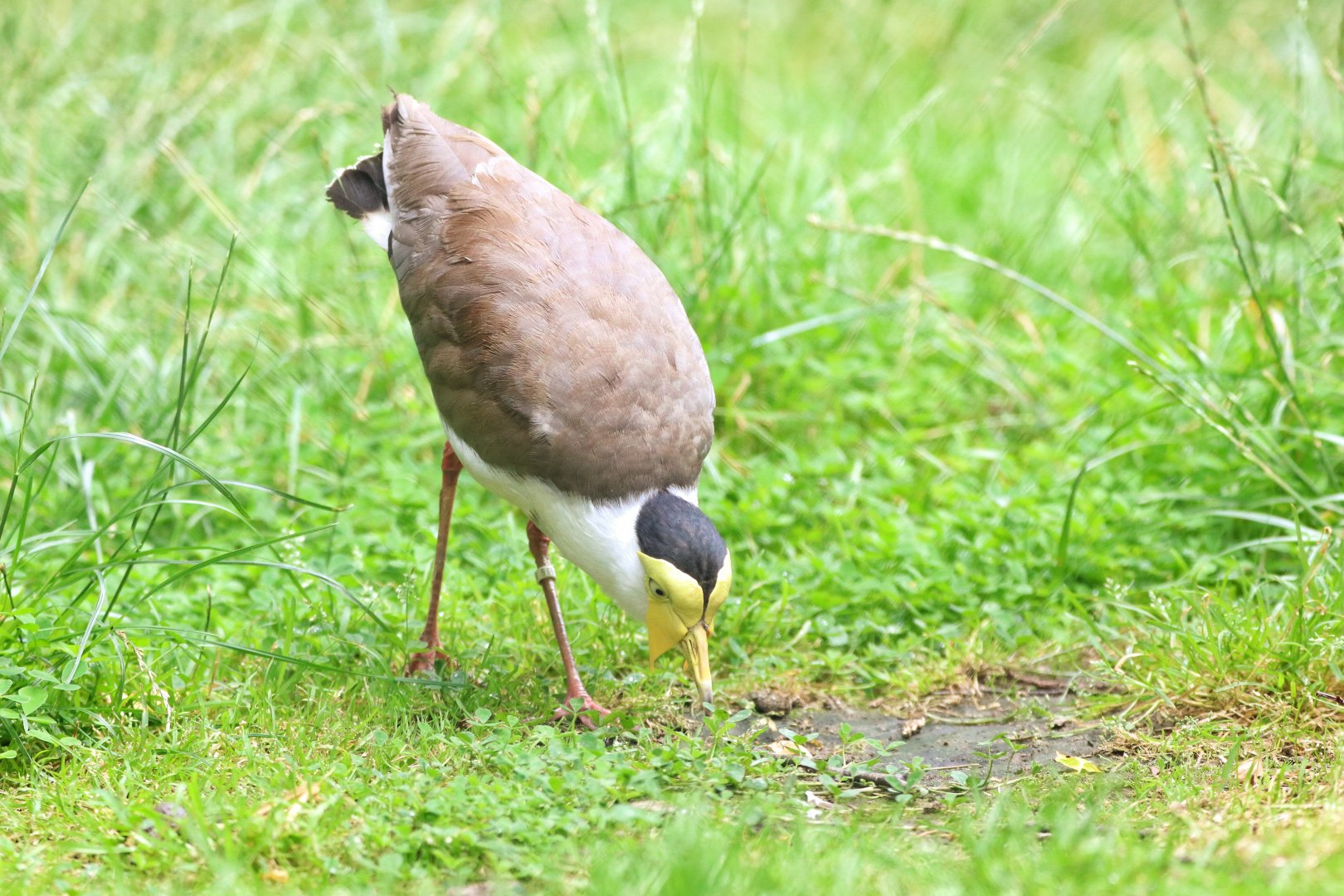 Masked lapwing