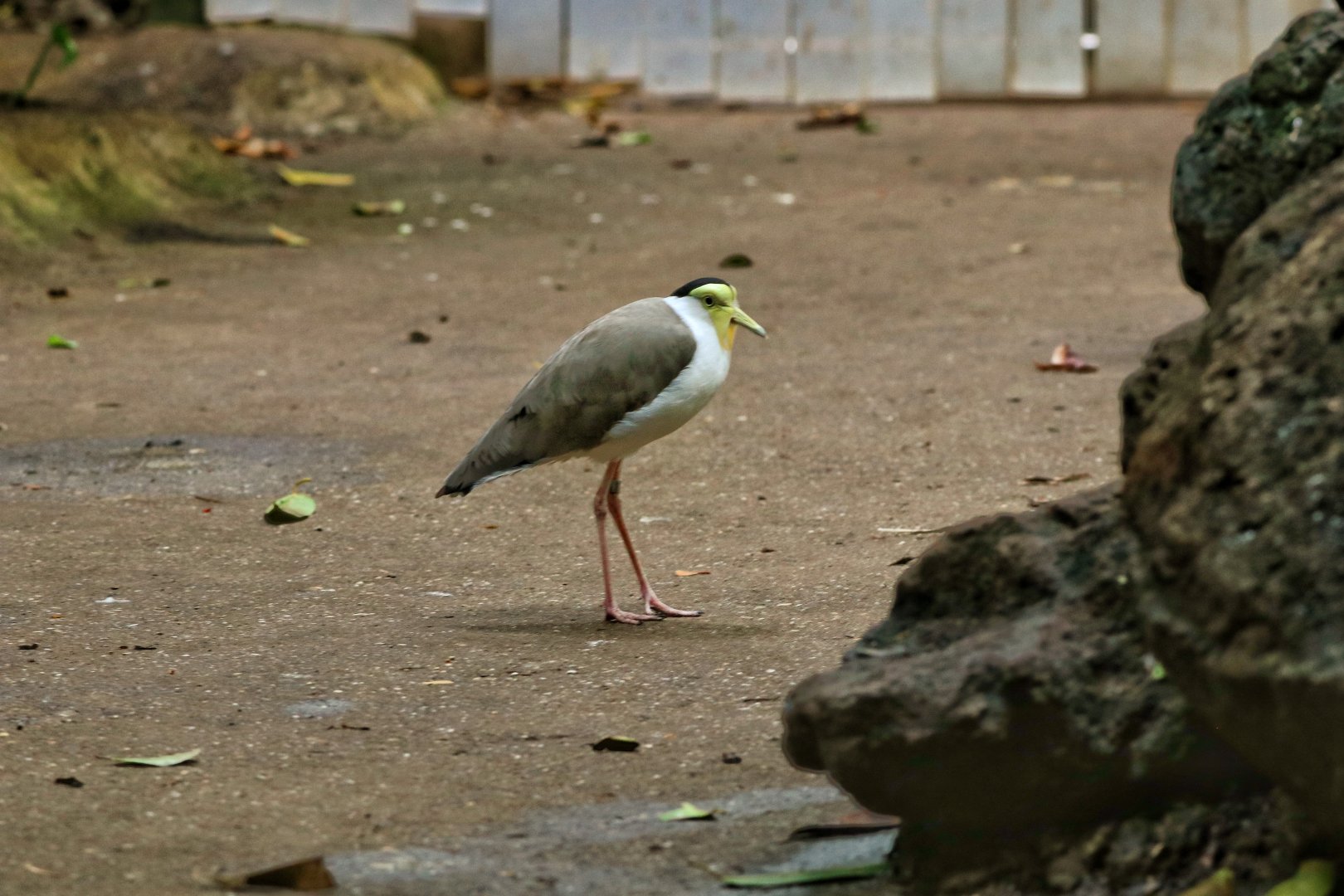 Masked lapwing