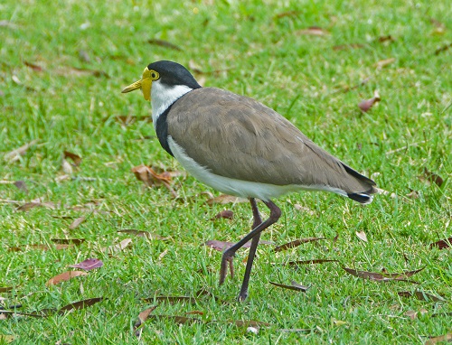 Masked lapwing