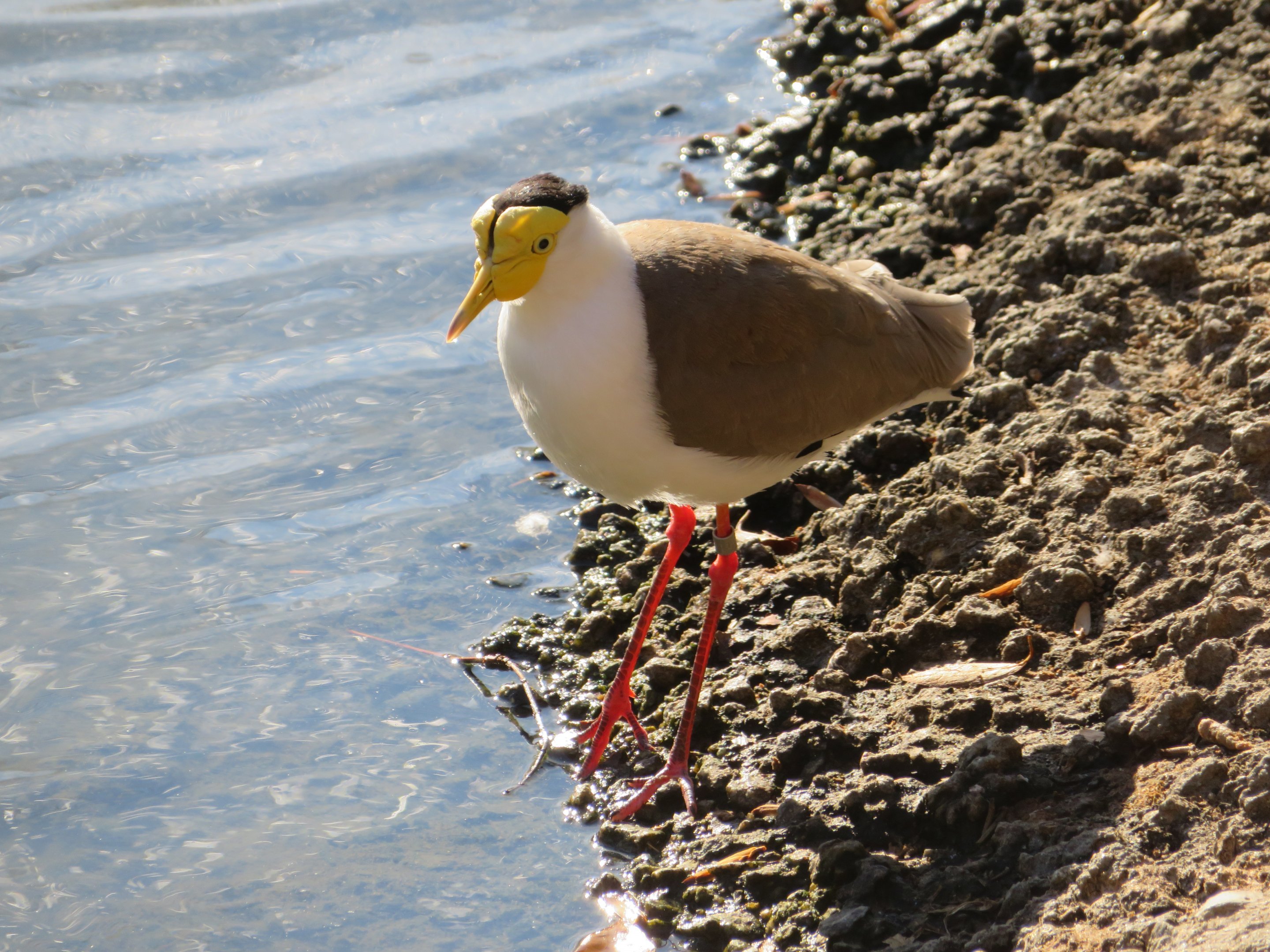 Masked Lapwing