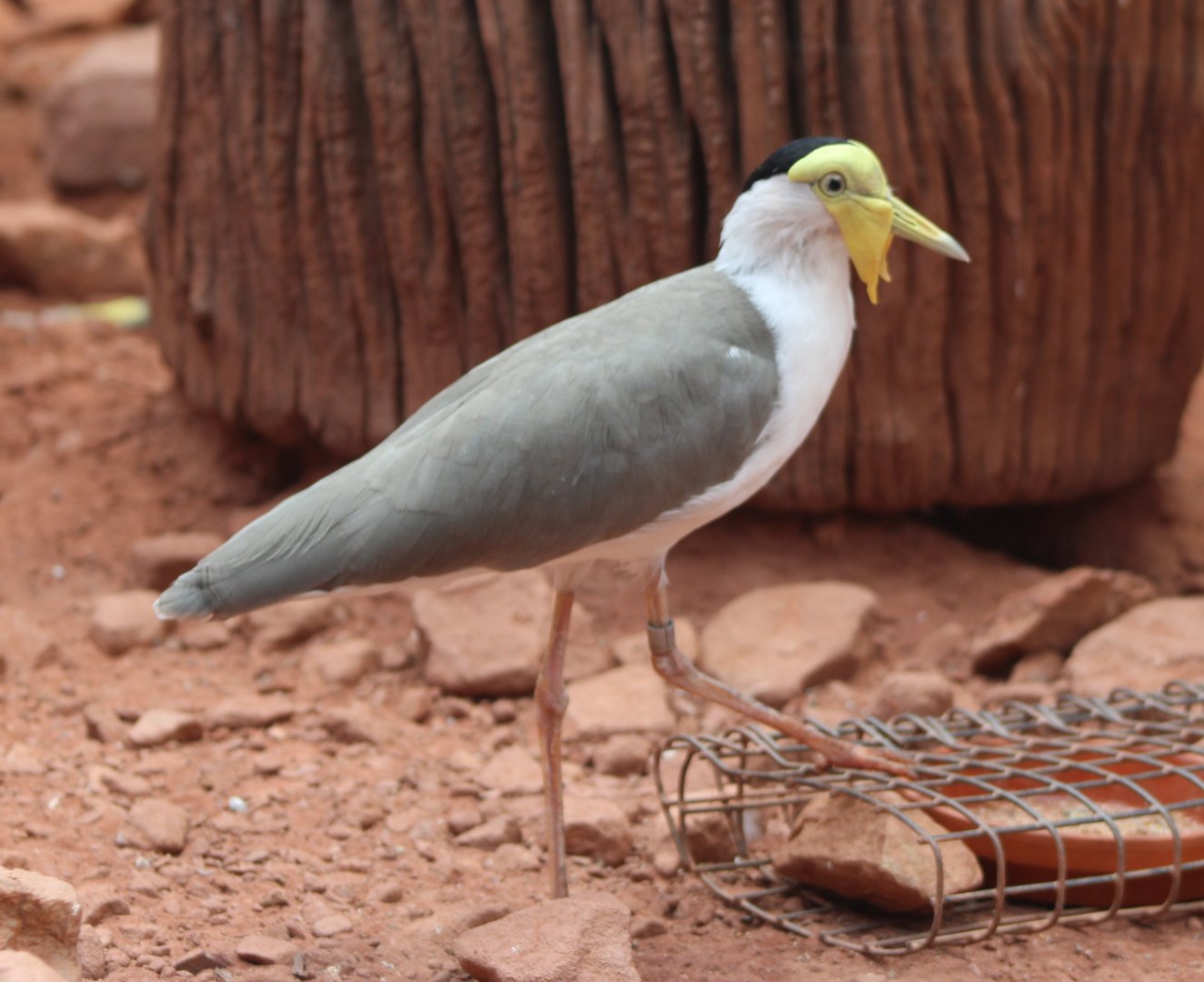 Masked lapwing