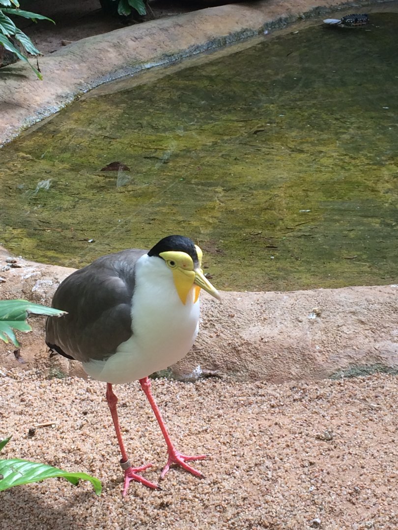 Masked Lapwing