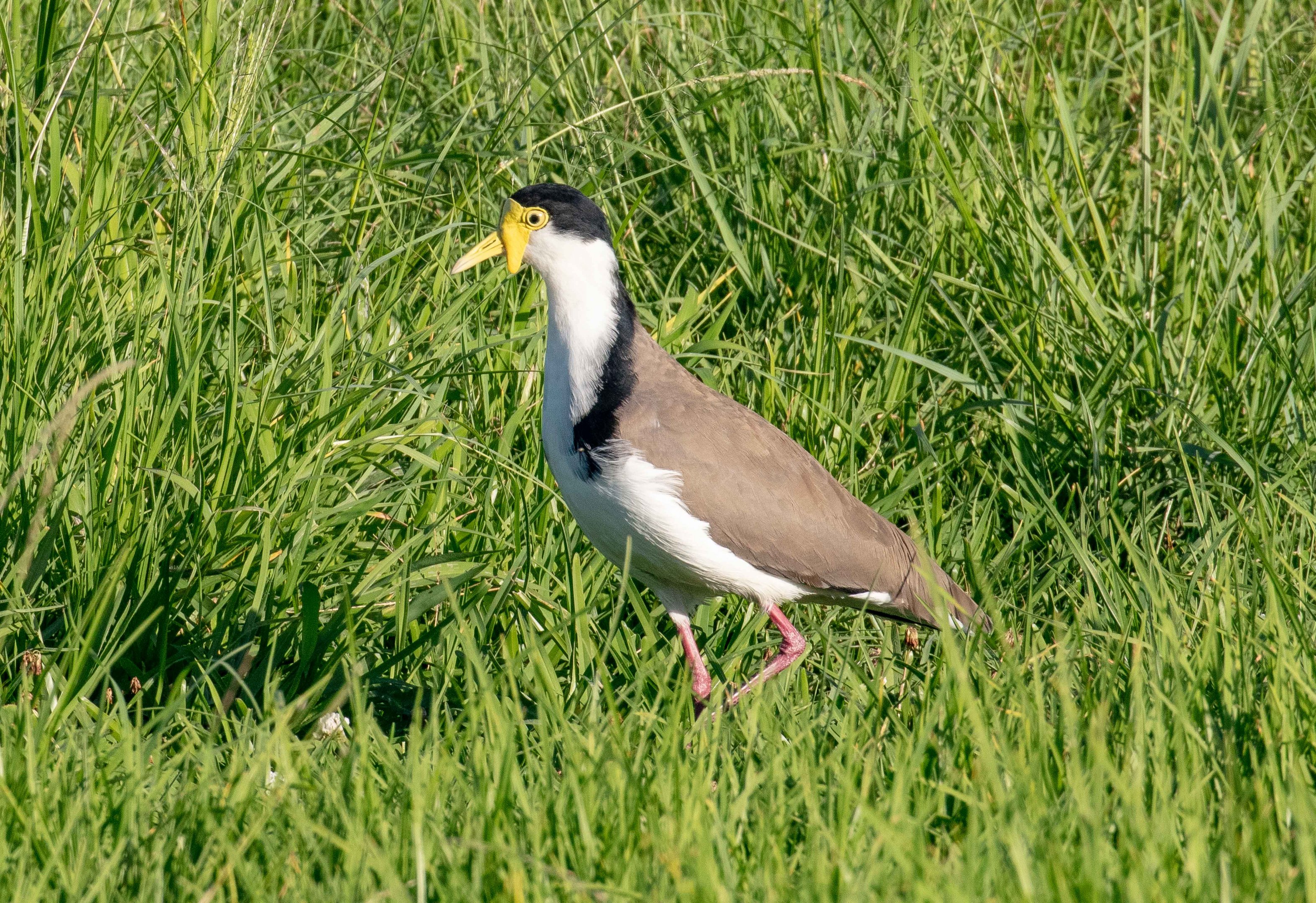 Masked Lapwing