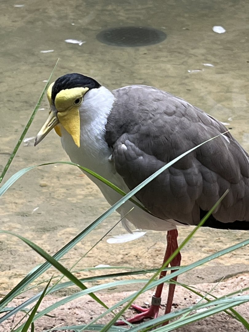 Masked Lapwing