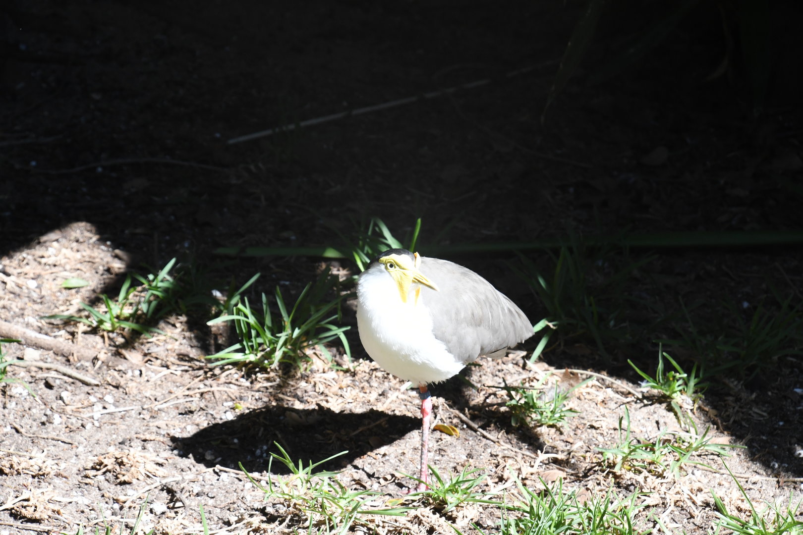 Masked Lapwing