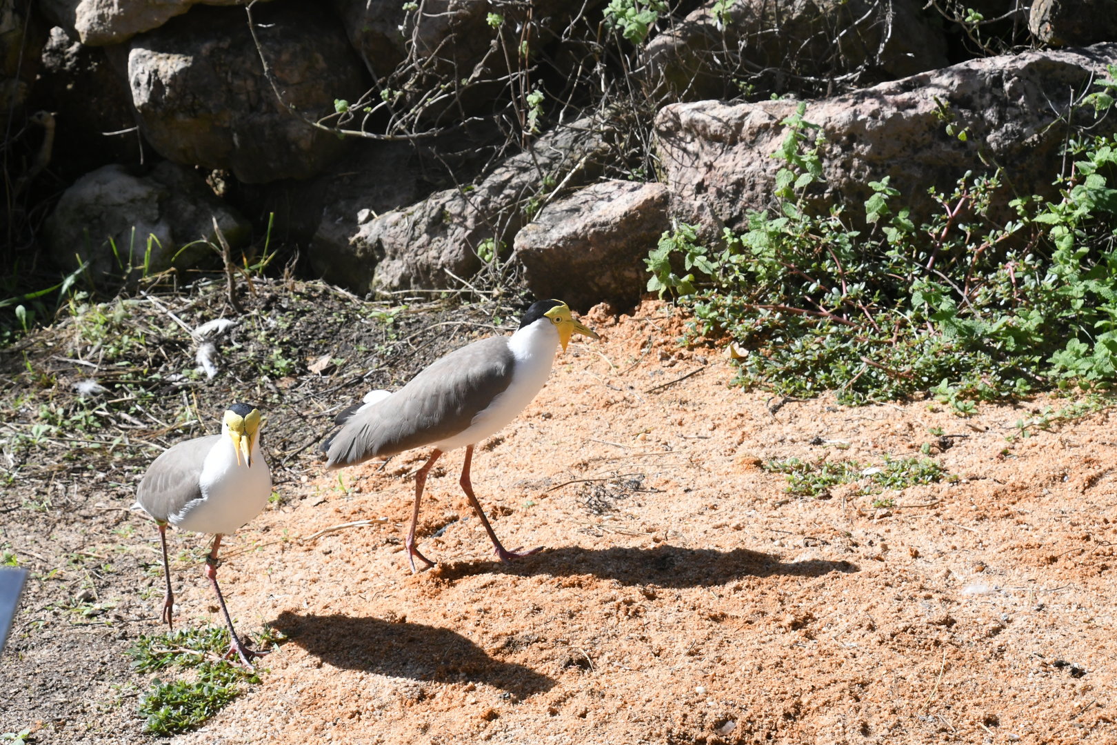 Masked Lapwing
