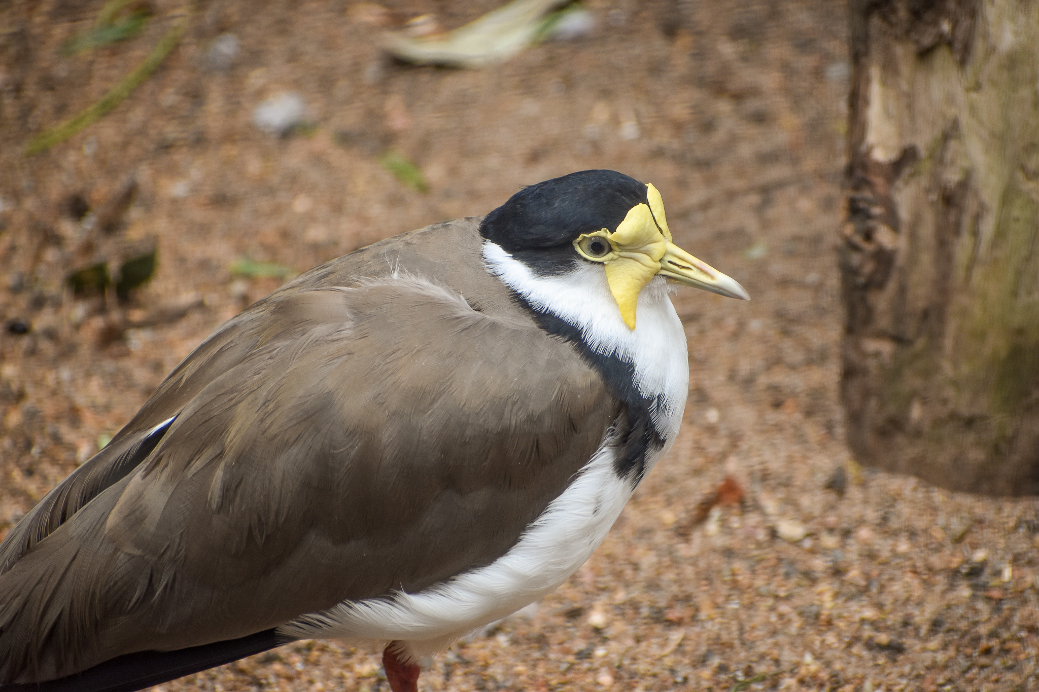 Masked Lapwing
