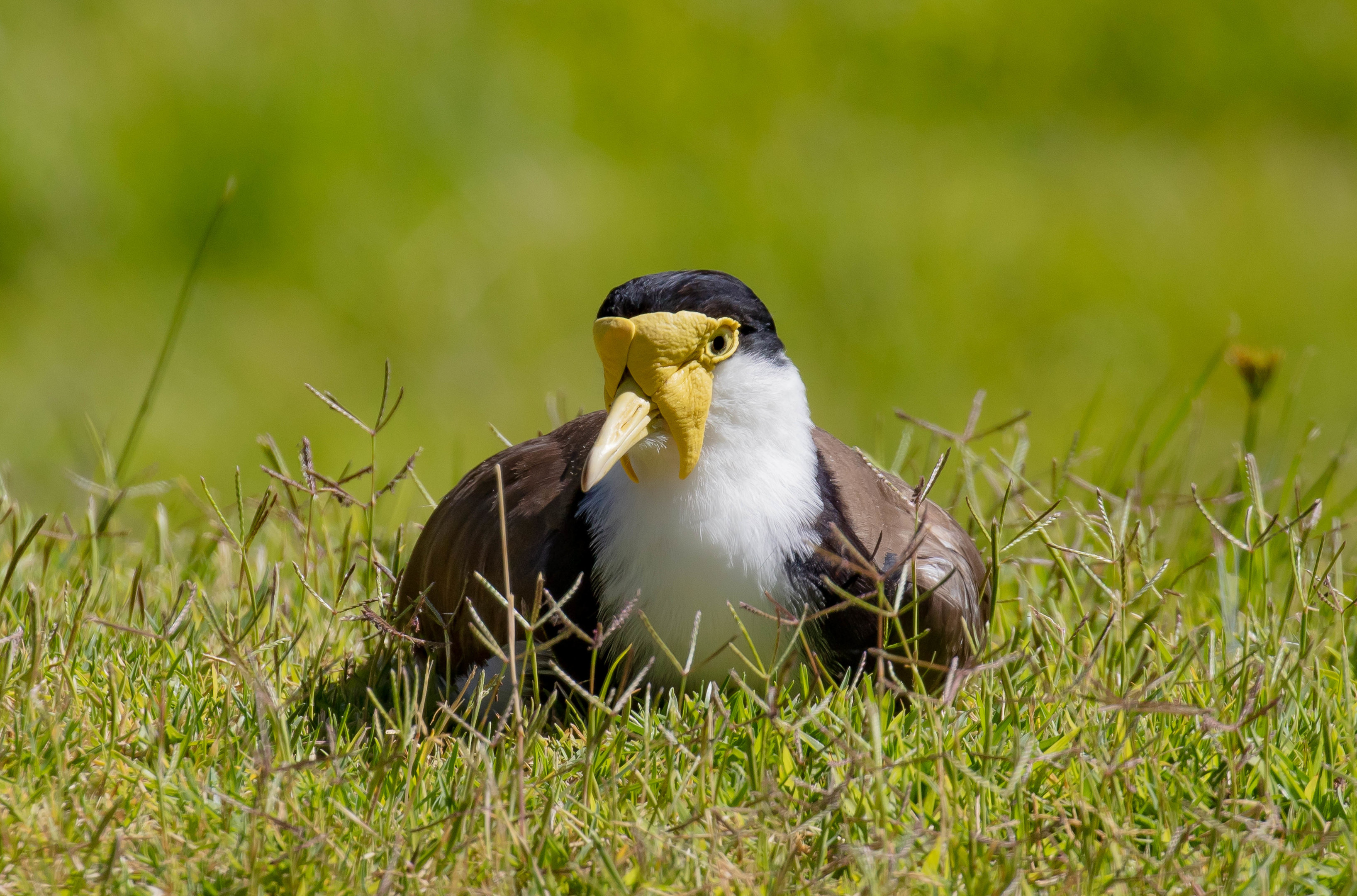 Masked Lapwing