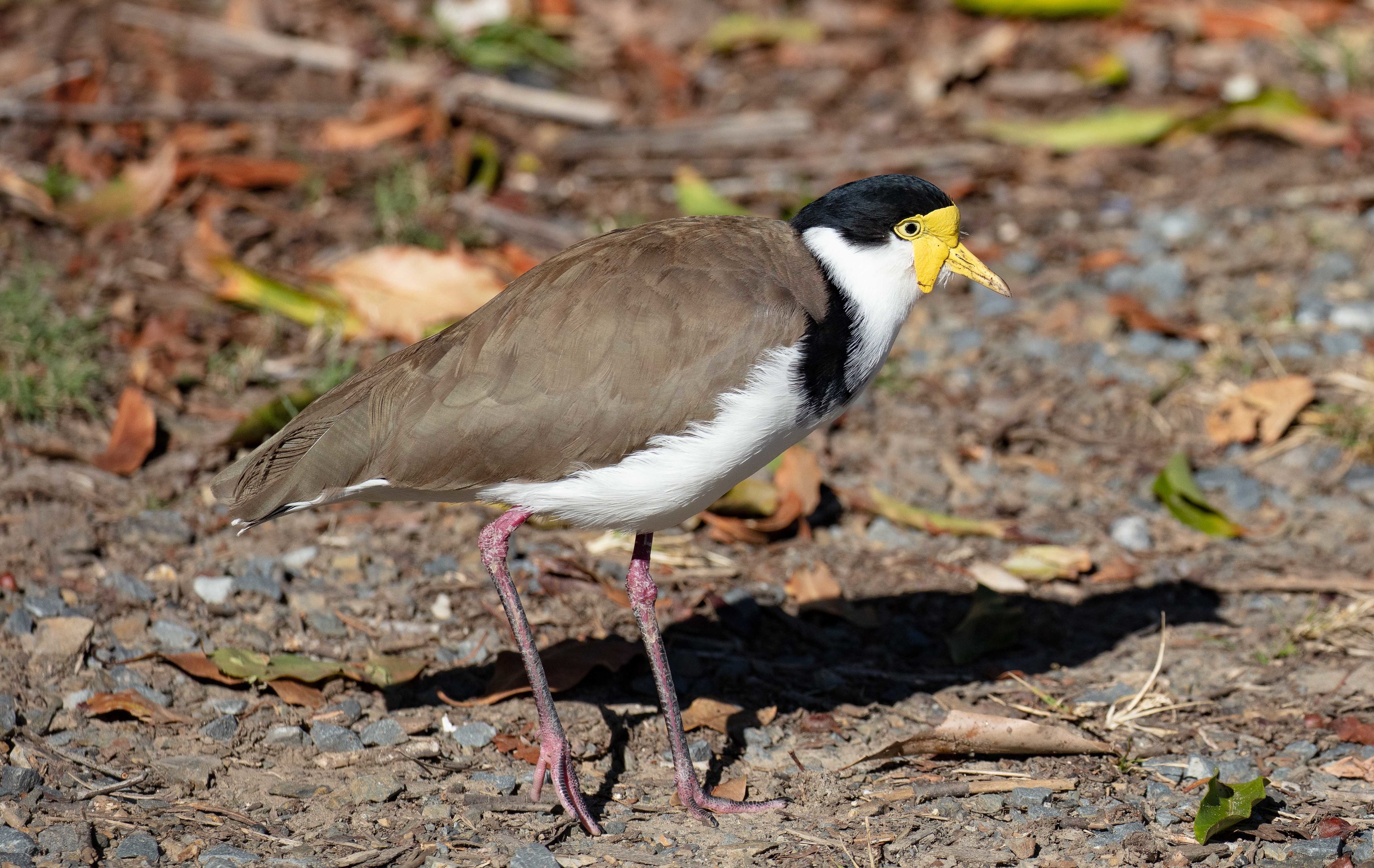 Masked Lapwing