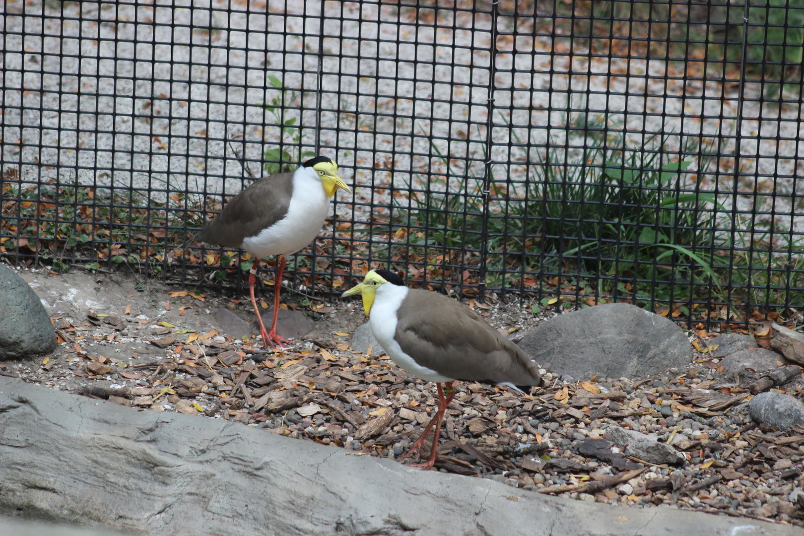 Masked Lapwing