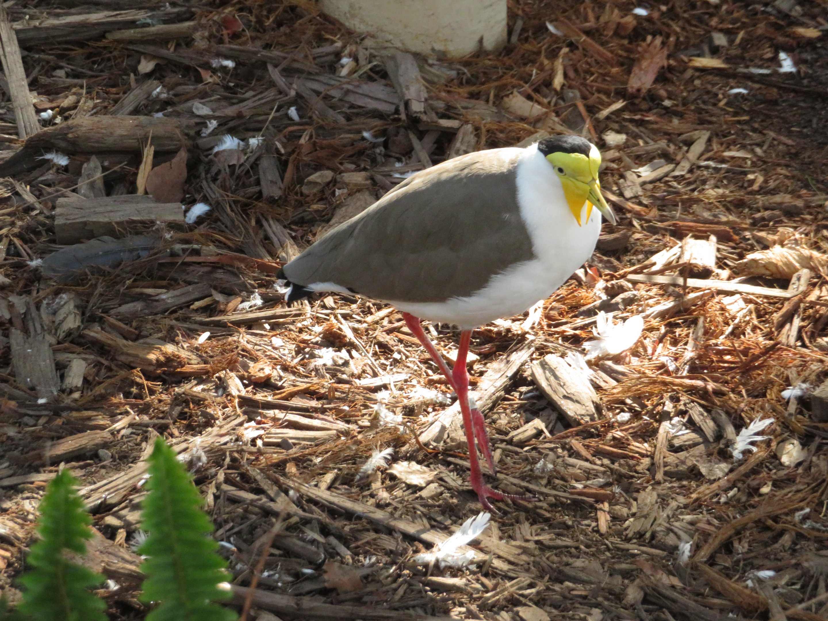 Masked Lapwing