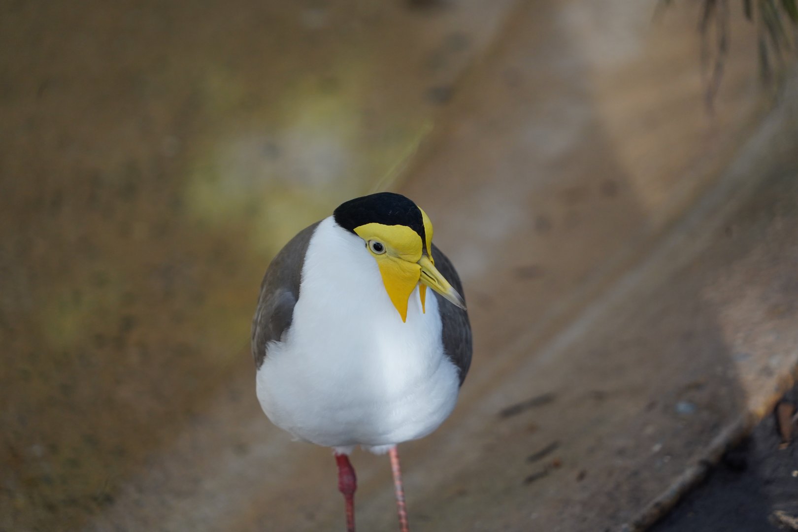 Masked lapwing