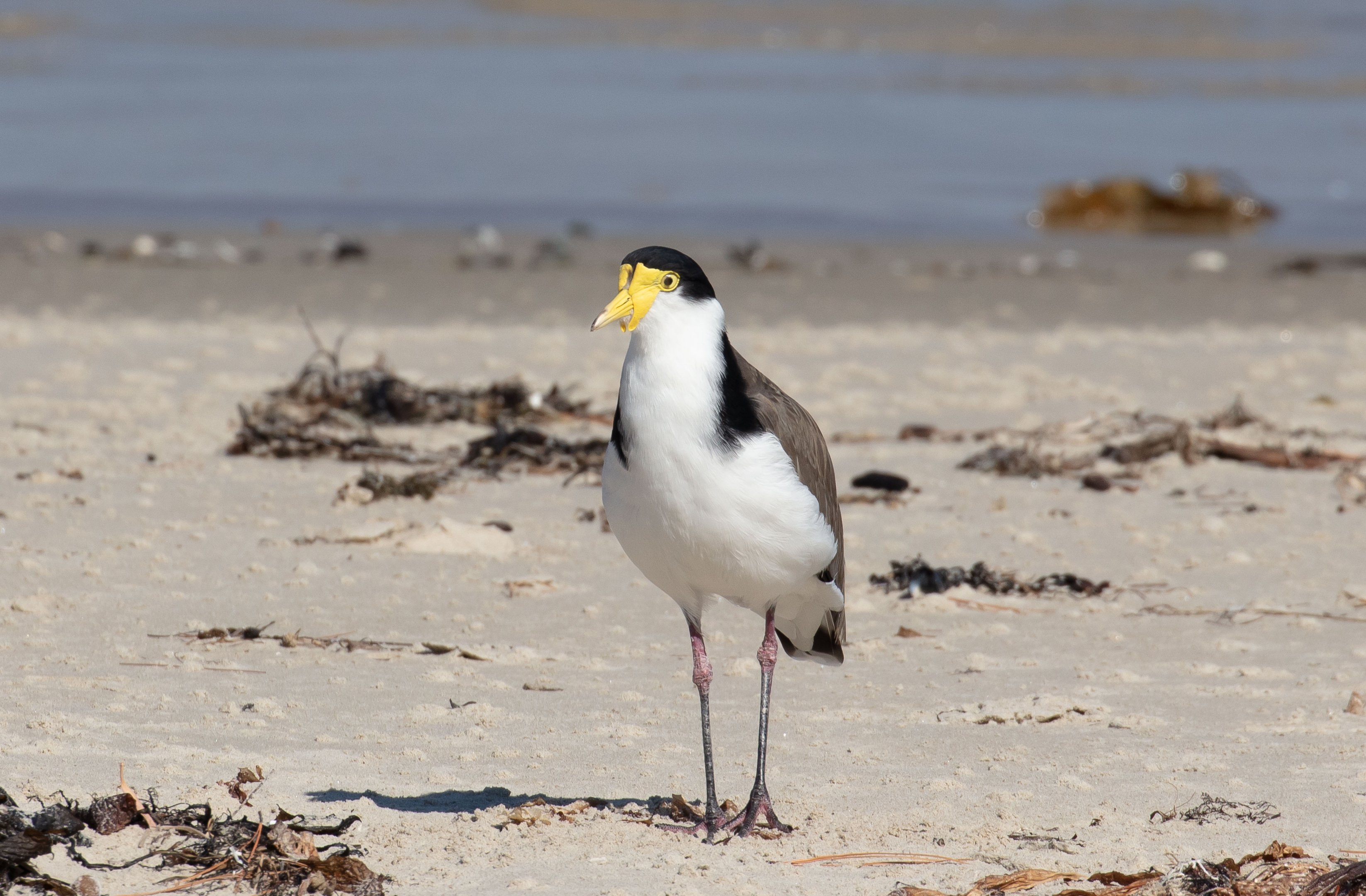 Masked Lapwing