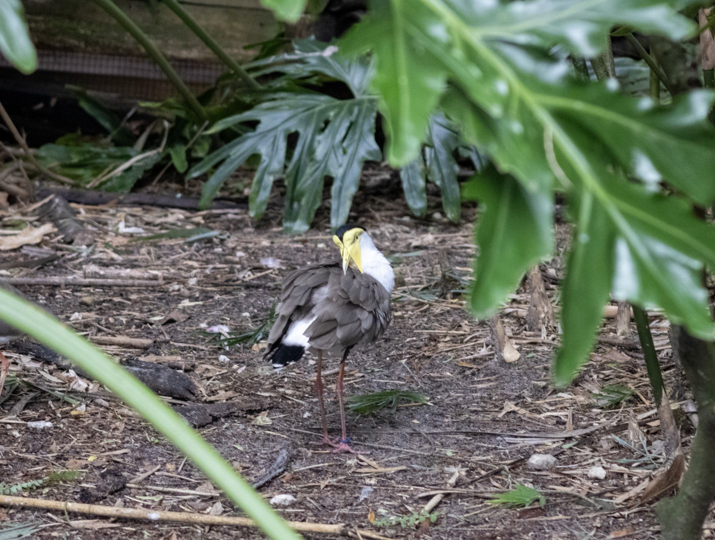 Masked Lapwing
