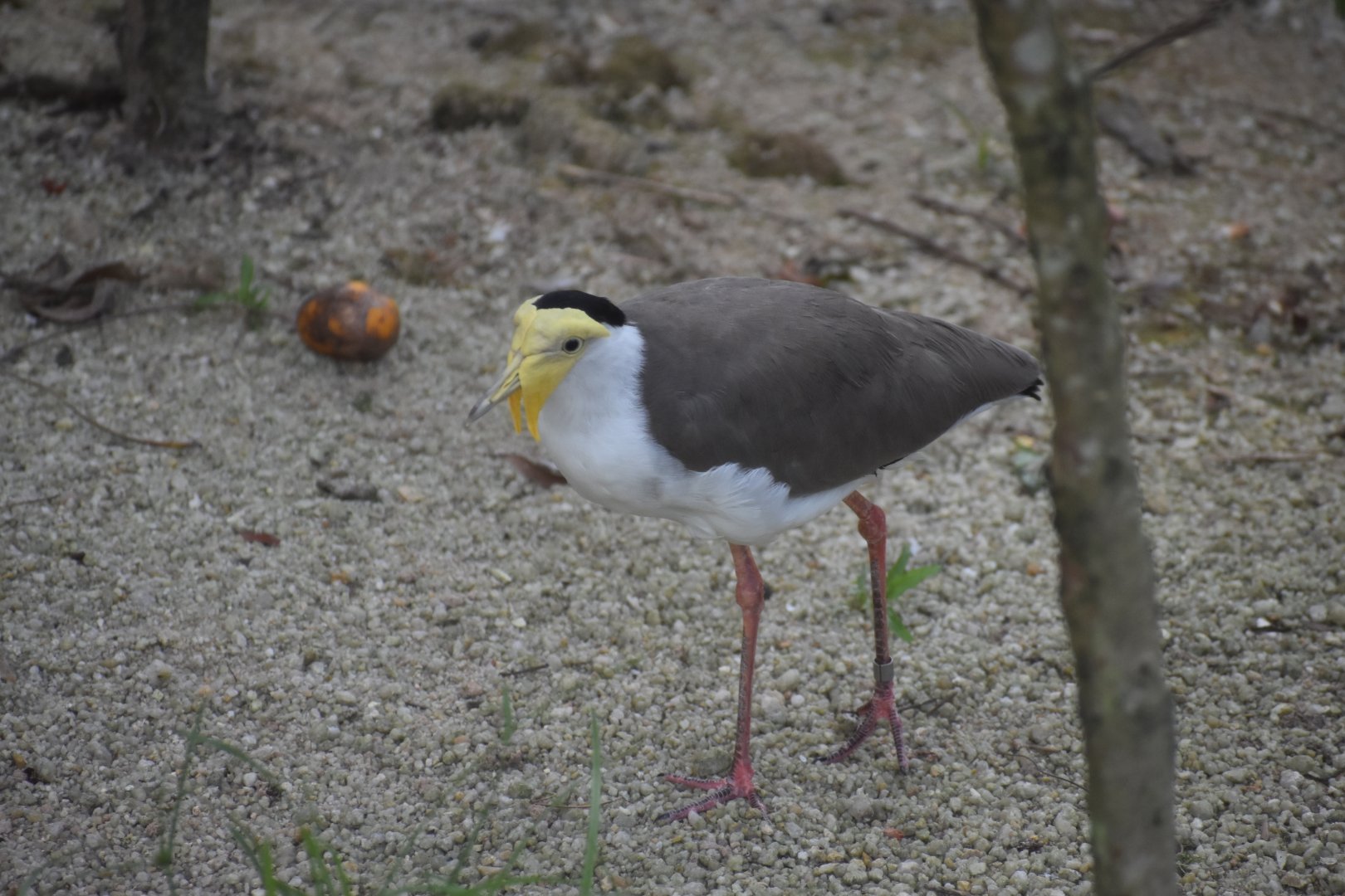 Masked Lapwing