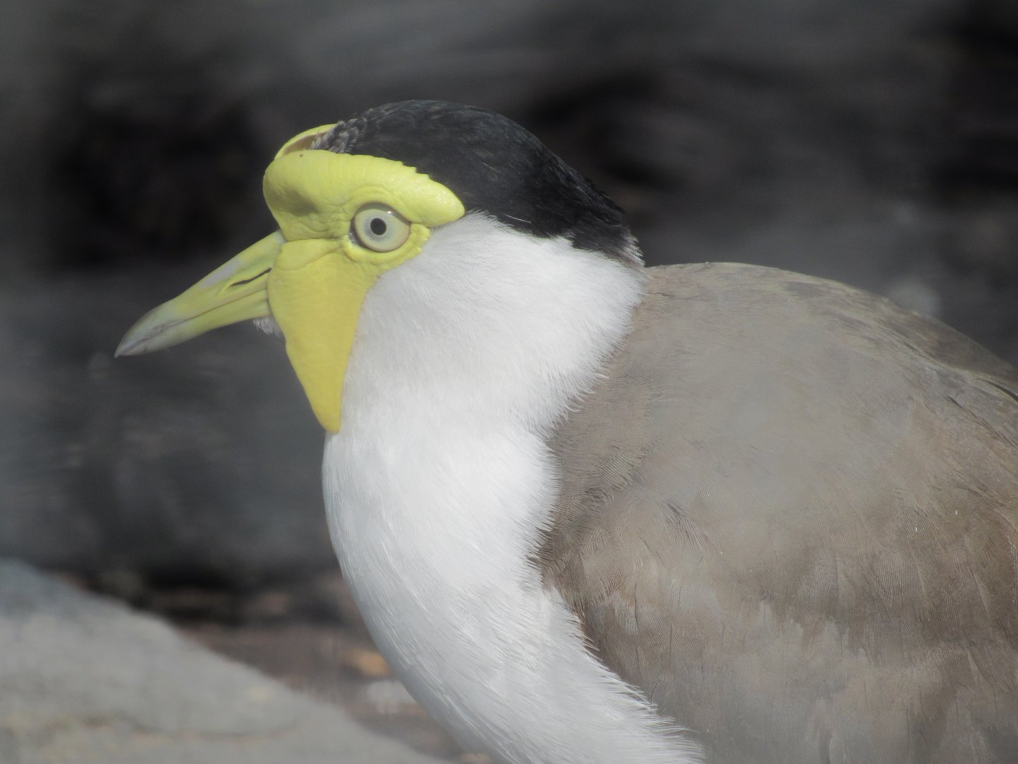 Masked Lapwing