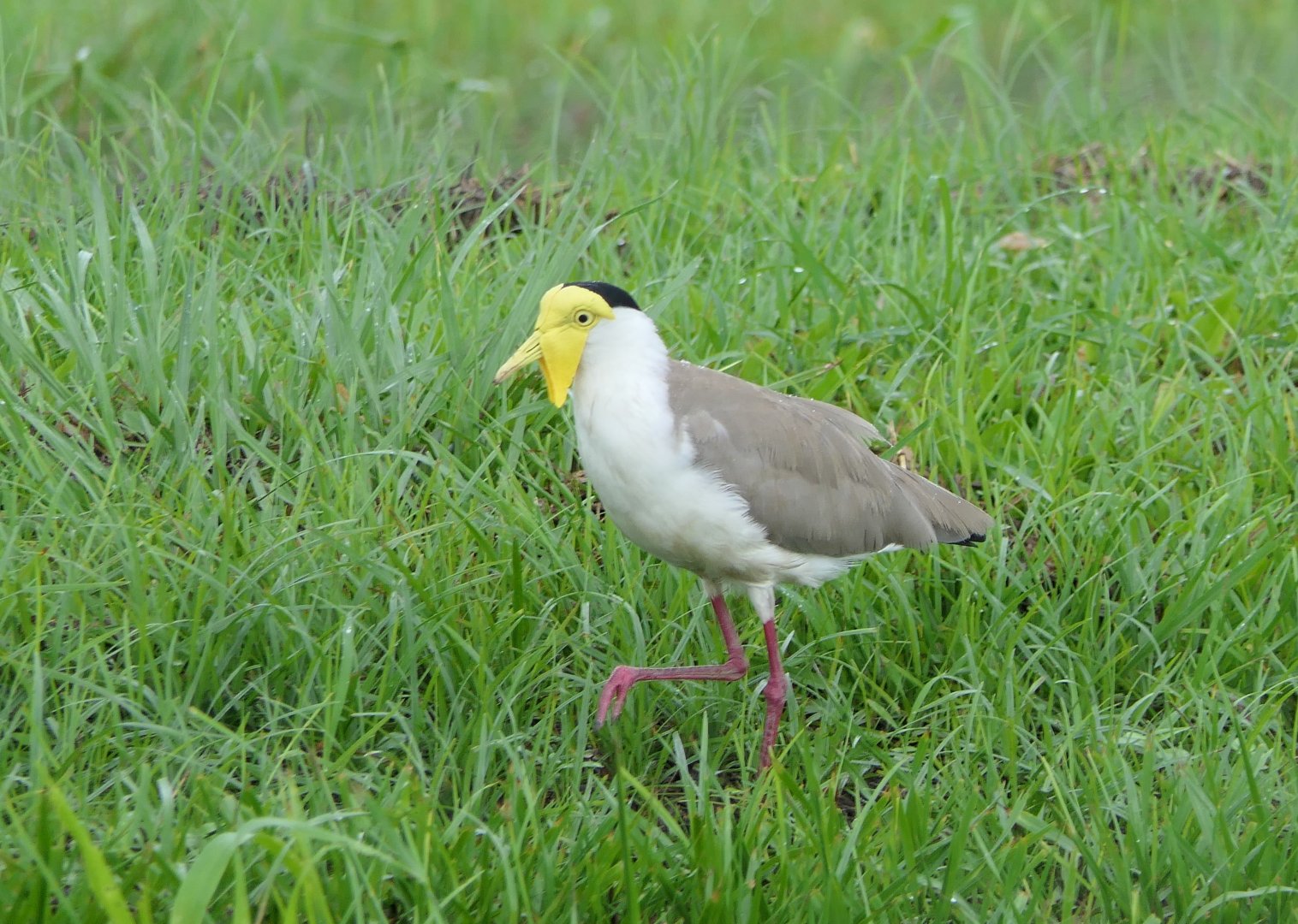 Masked Lapwing