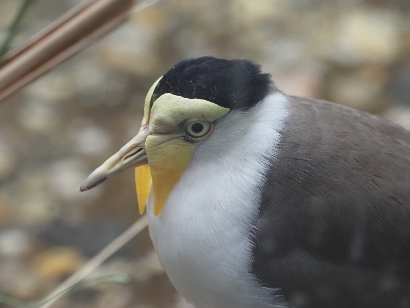 Masked Lapwing