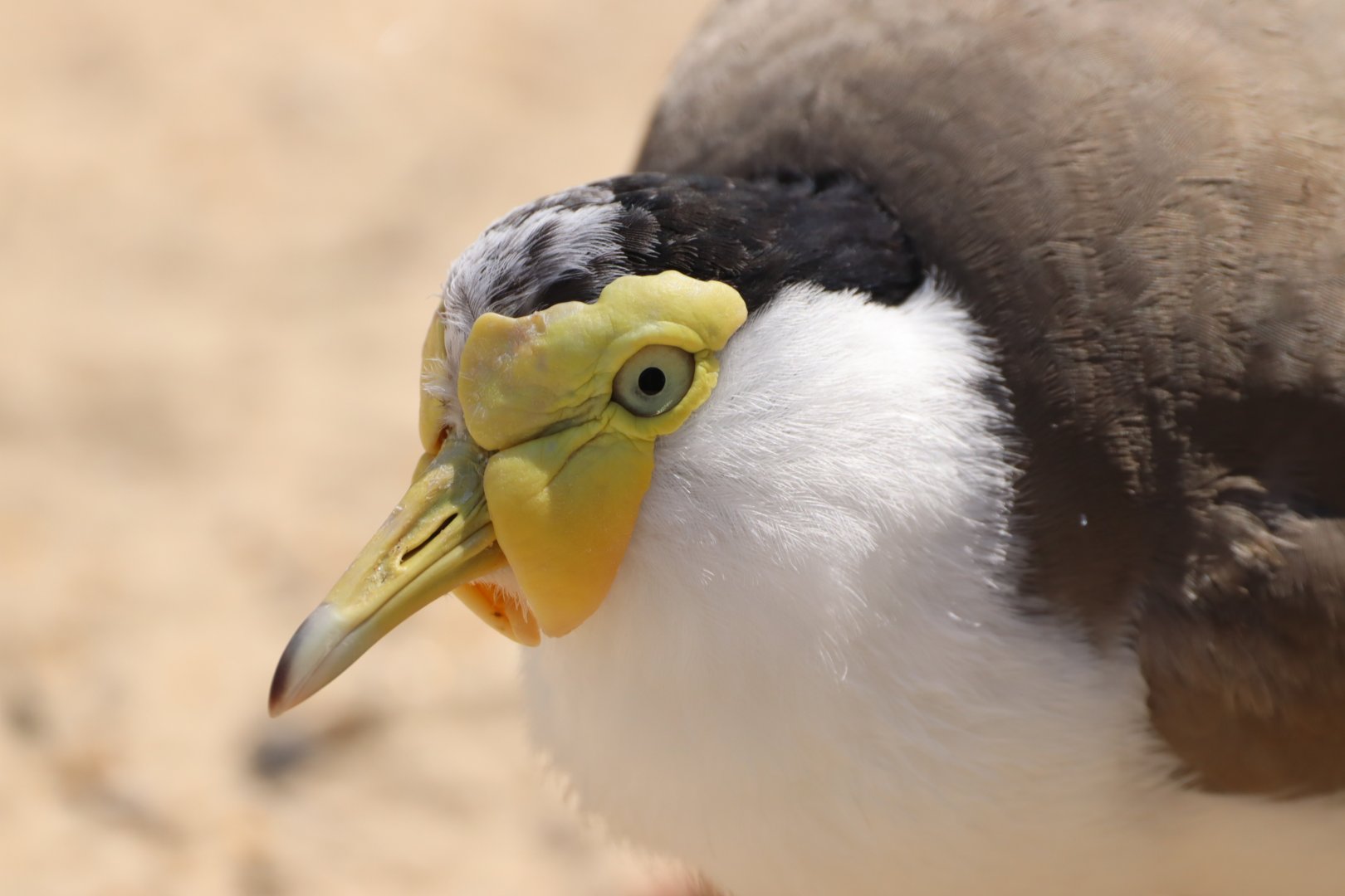 Masked Lapwing