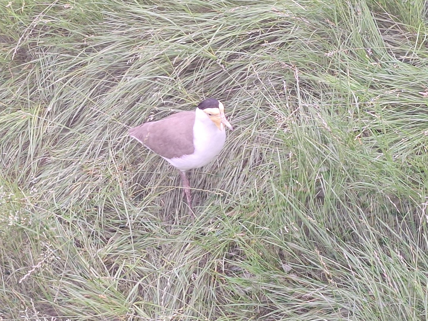 Masked Lapwing