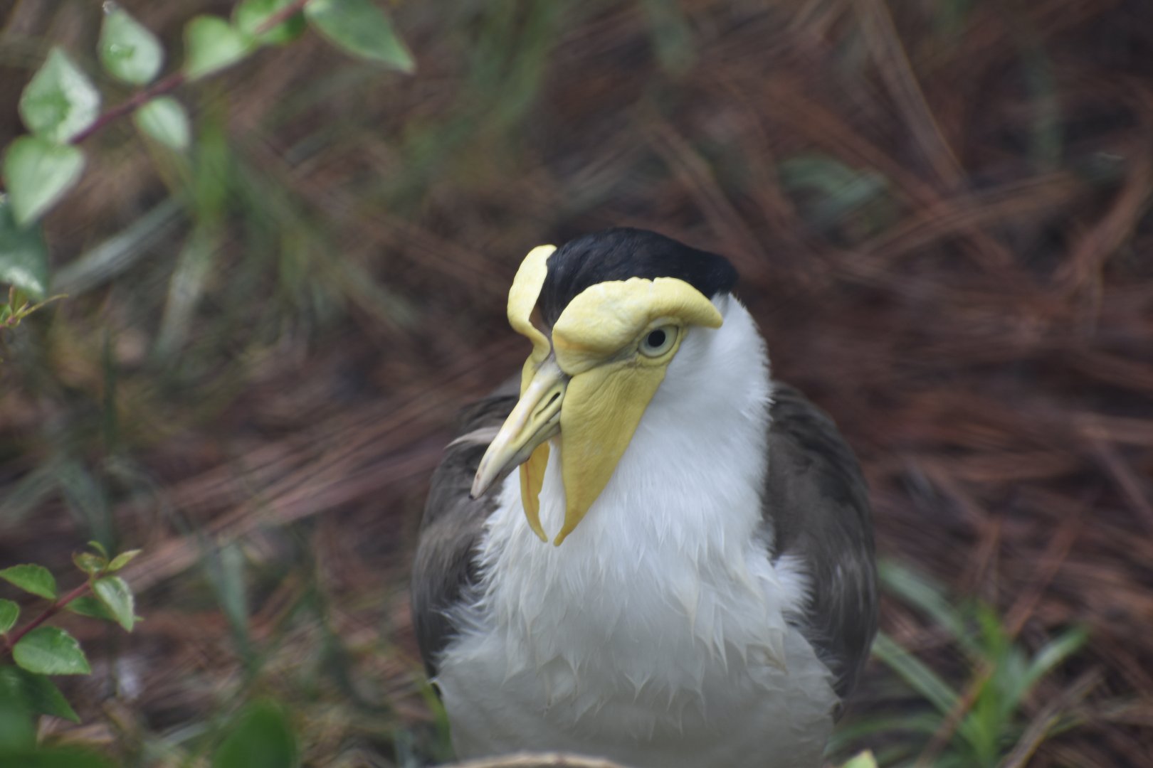 Masked Lapwing
