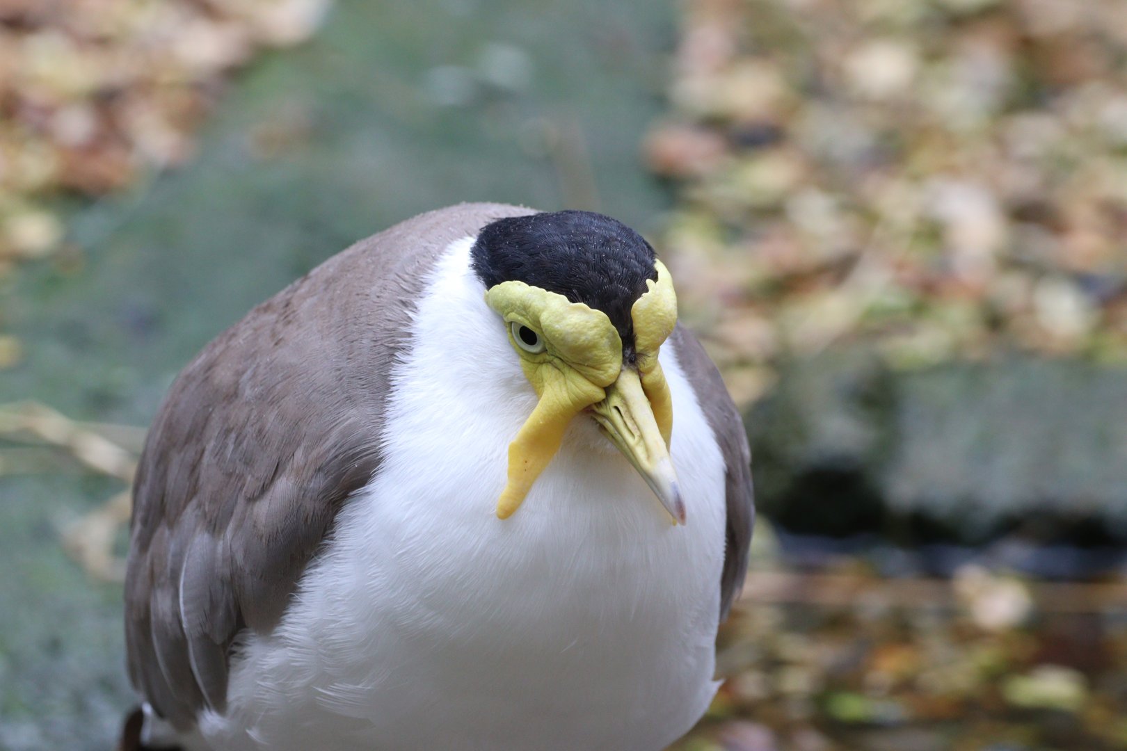 Masked Lapwing
