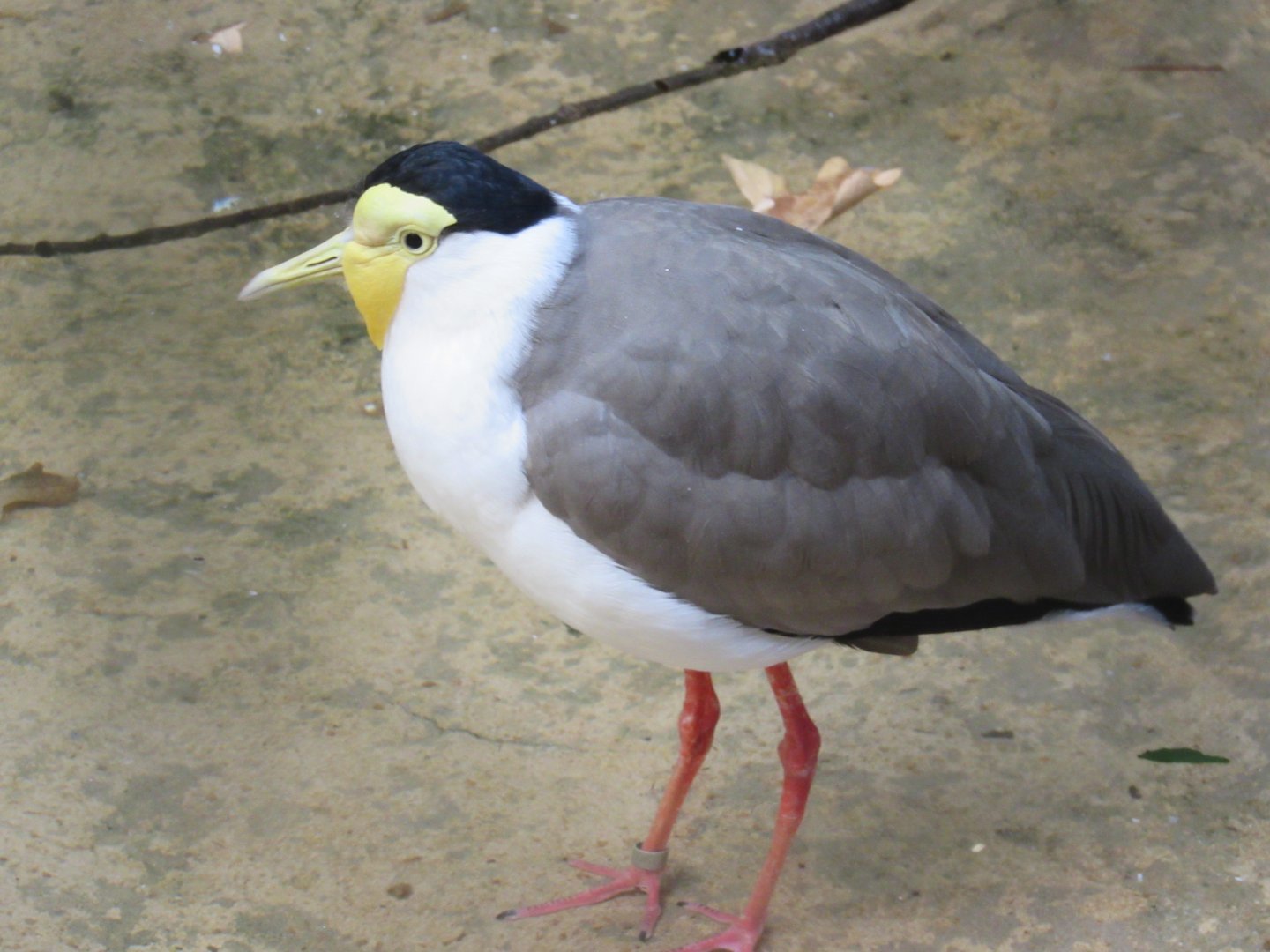Masked Lapwing