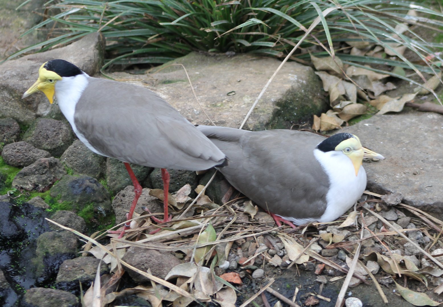 Masked lapwings at the nest