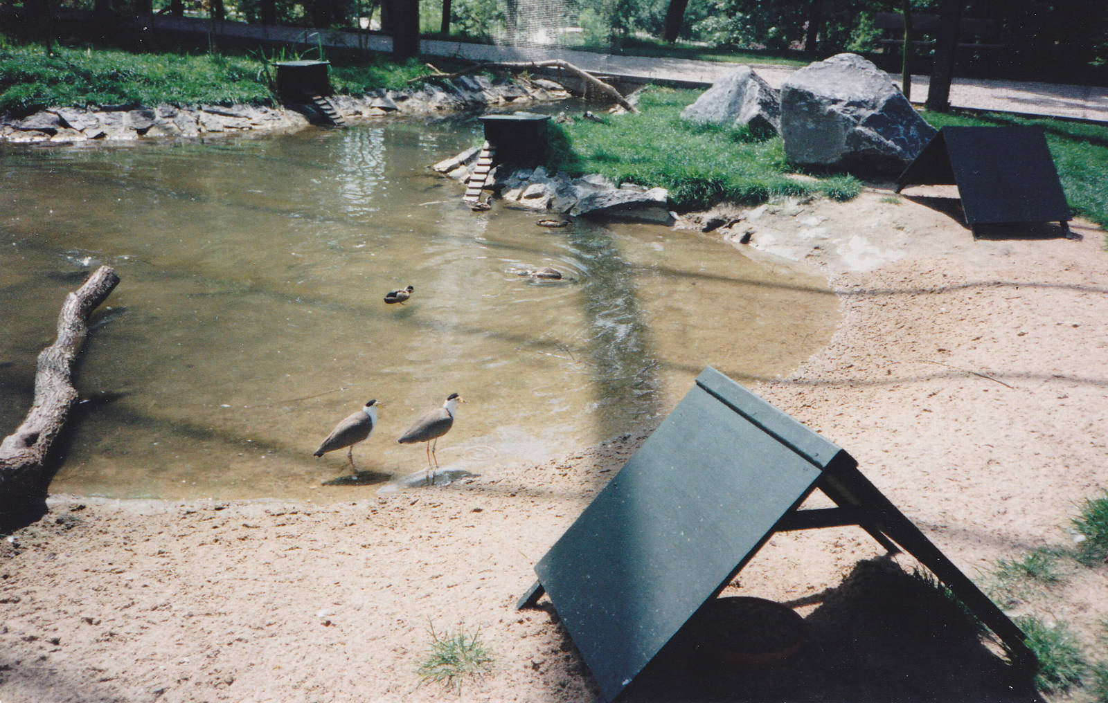 Masked lapwings in the large walk-through aviary