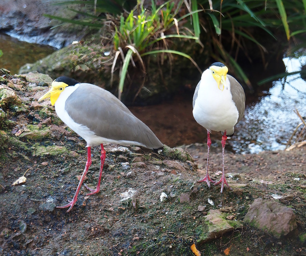 Masked lapwings (Vanellus miles), 2022-11-12
