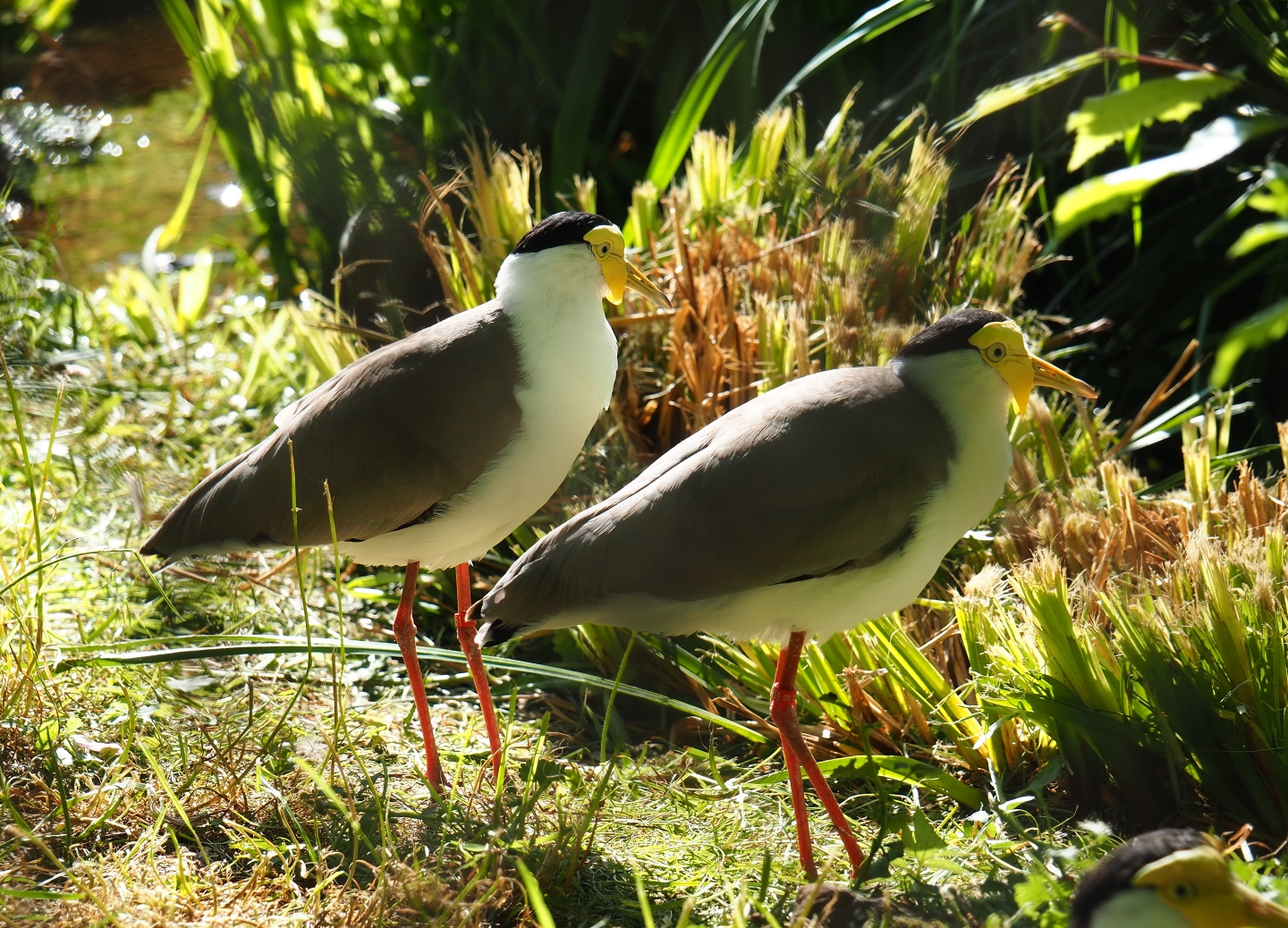 Masked lapwings (Vanellus miles miles), 2019-05-31