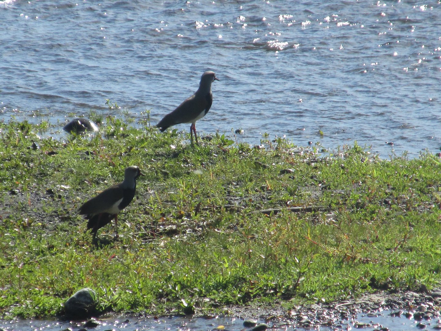 masked lapwings