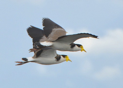 Masked lapwings