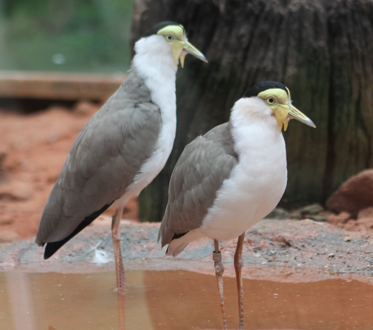 Masked lapwings