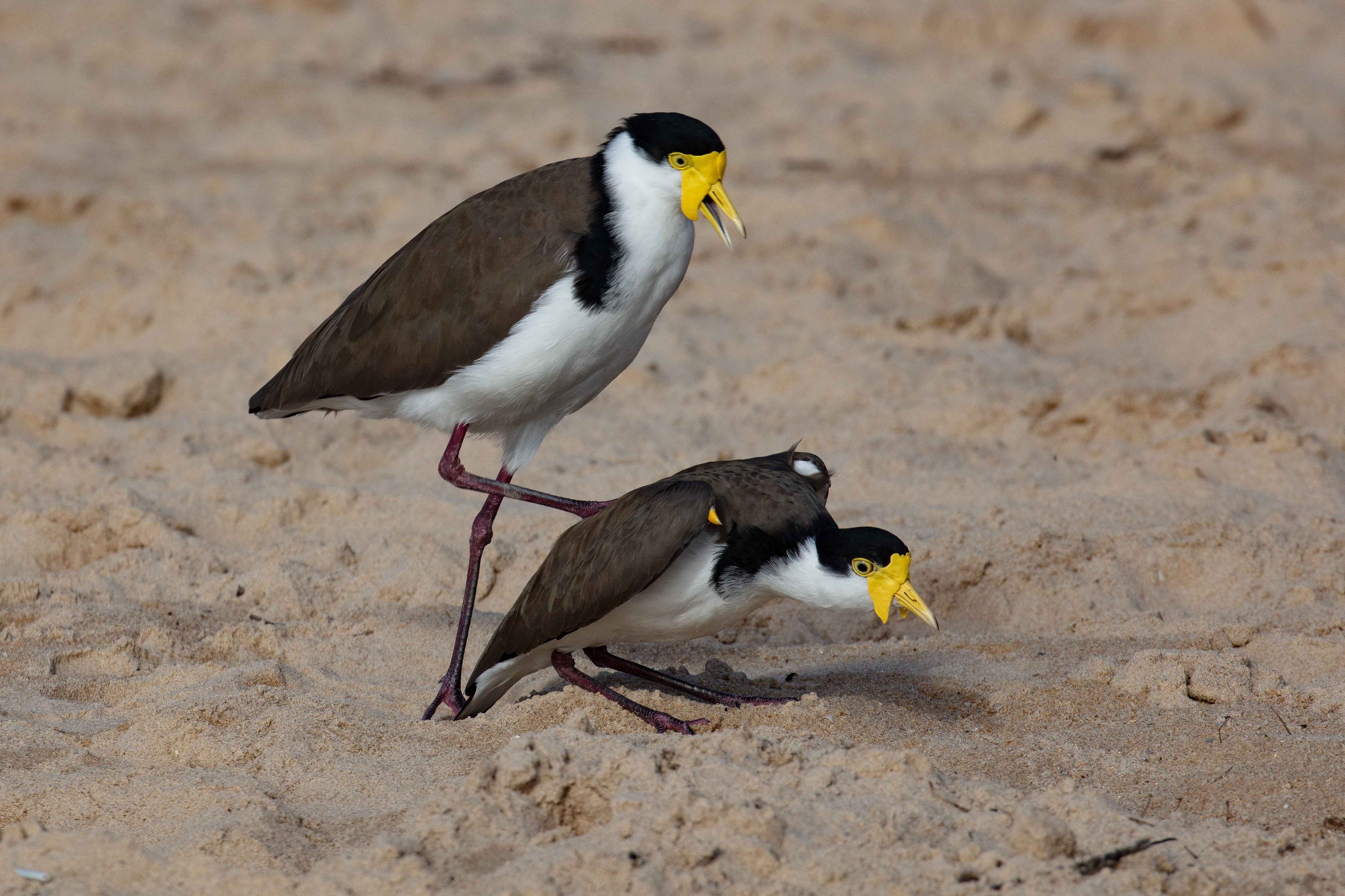 Masked Lapwings