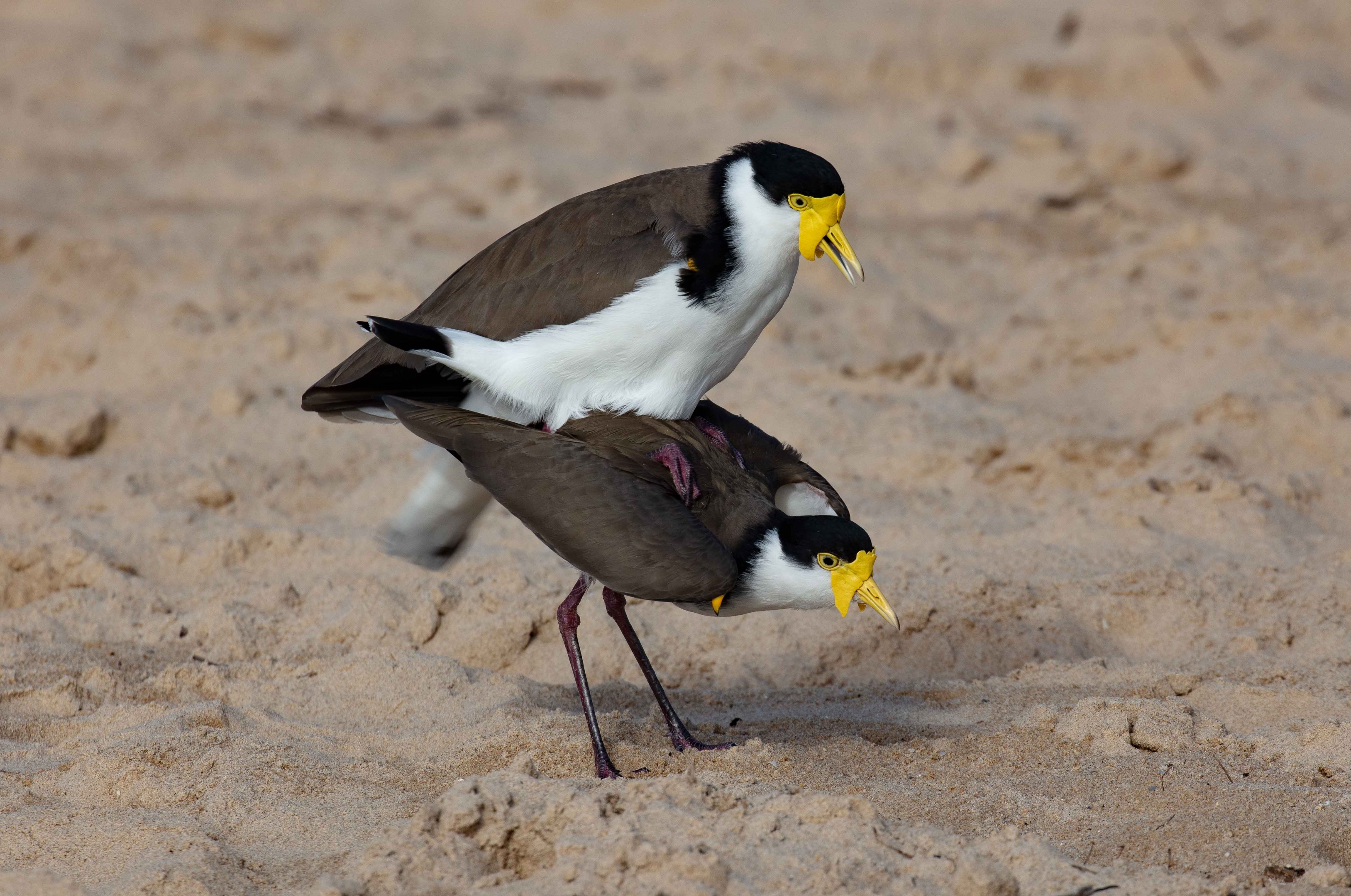 Masked Lapwings